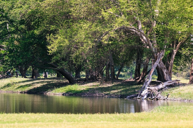 Reflet de l'eau des arbres verts dans l'étang