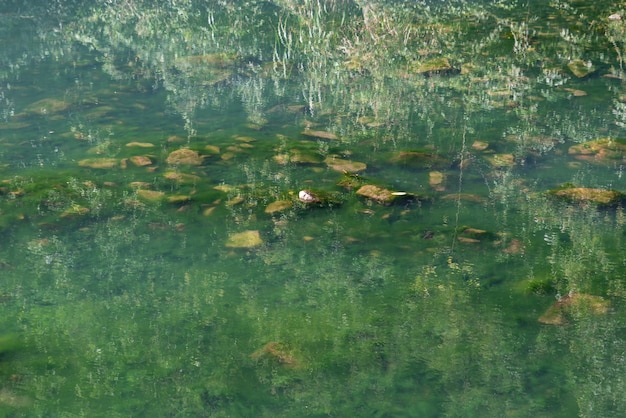 Photo reflet de l'eau claire et des créatures sous-marines