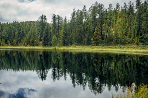 Reflet de pins verts dans la surface miroir du lac Forêt de conifères dense au bord d'une rivière calme Beau fond d'écran photo naturel