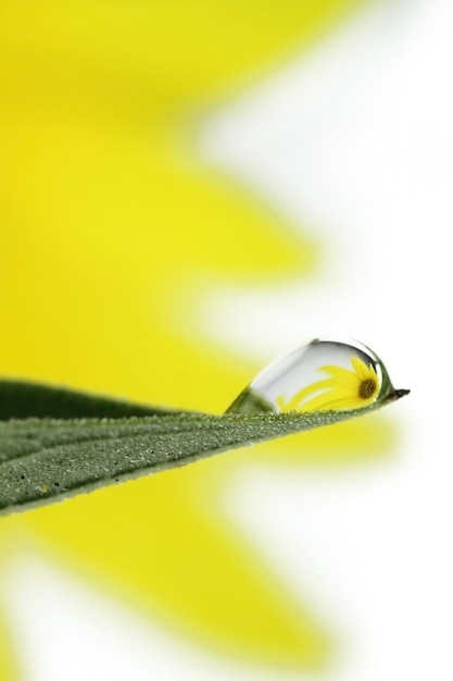 Reflet d'un tournesol dans une goutte