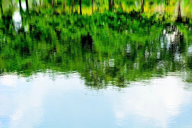 Réflexion abstraite d&#39;un arbre sur l&#39;eau