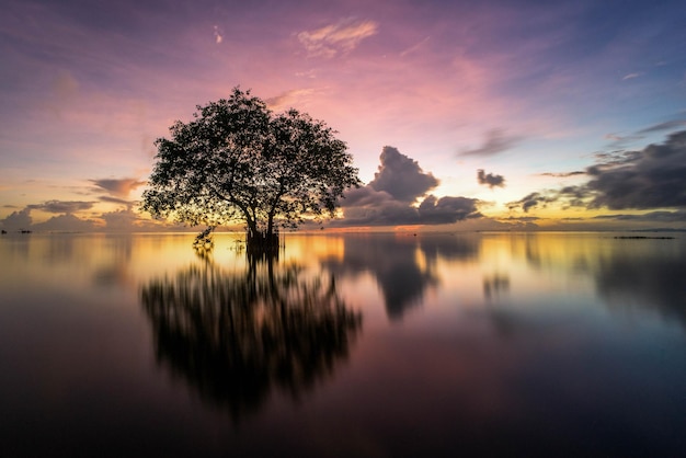 Réflexion de l'arbre dans le lac