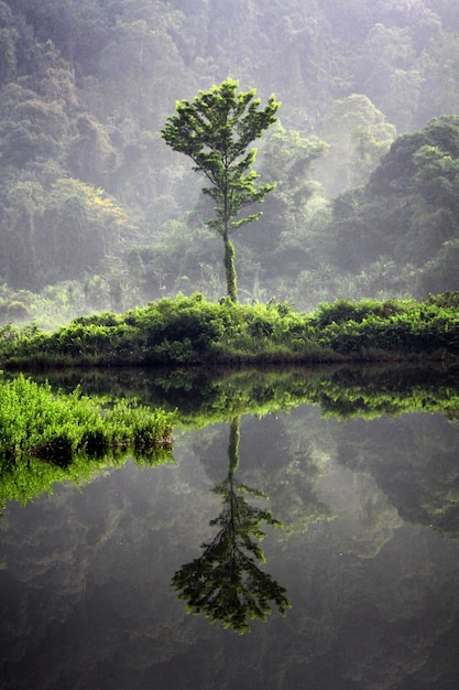 Réflexion d'un arbre vu dans un lac dans la forêt par temps brumeux