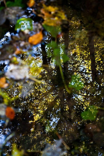 Photo réflexion des arbres dans l'eau