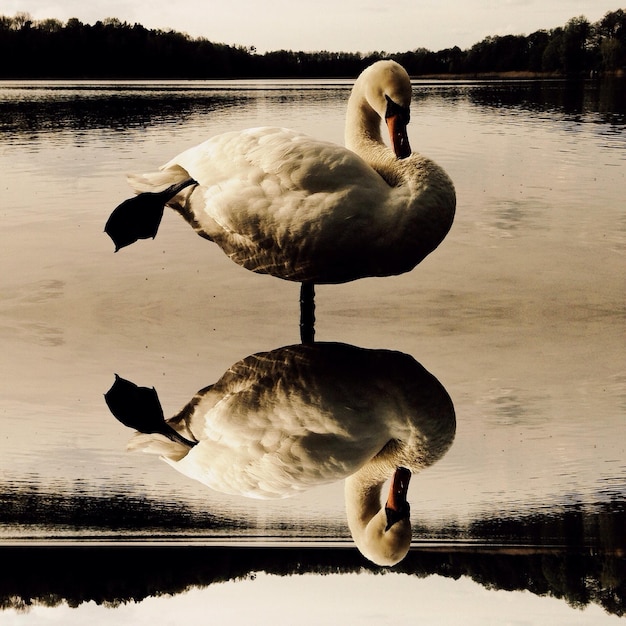 Photo réflexion des arbres dans l'eau