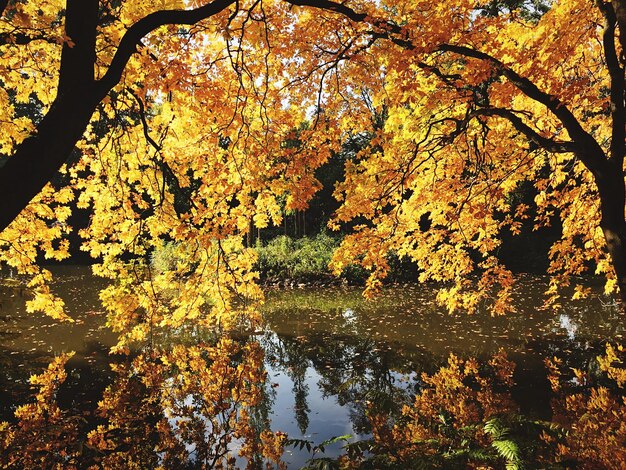 Photo réflexion des arbres dans l'eau