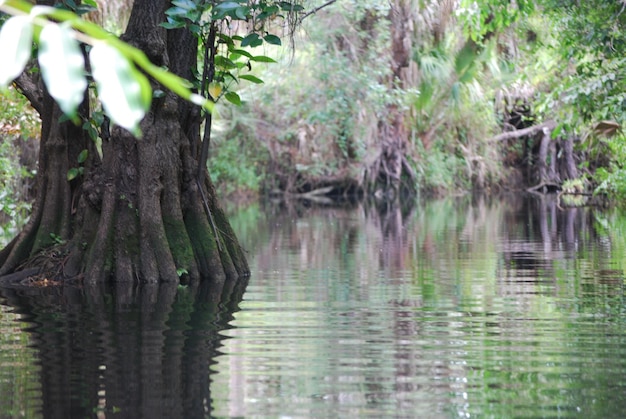 Photo réflexion des arbres dans l'eau