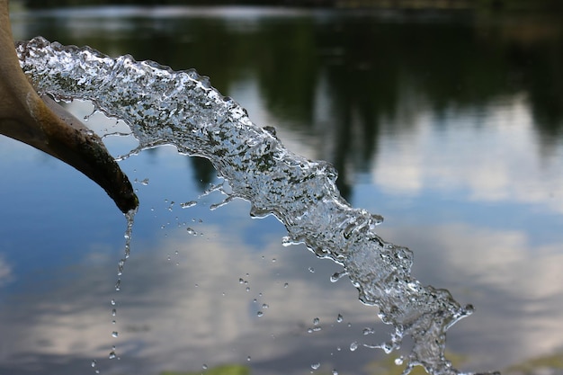 Réflexion des arbres dans l'eau