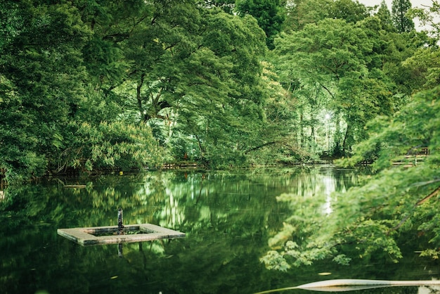 Réflexion des arbres dans l'eau