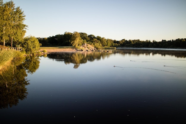 Réflexion des arbres dans l'eau