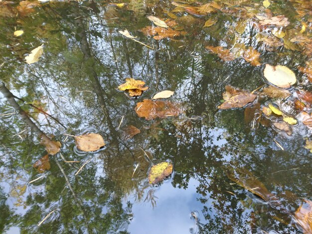 Photo réflexion des arbres dans l'eau