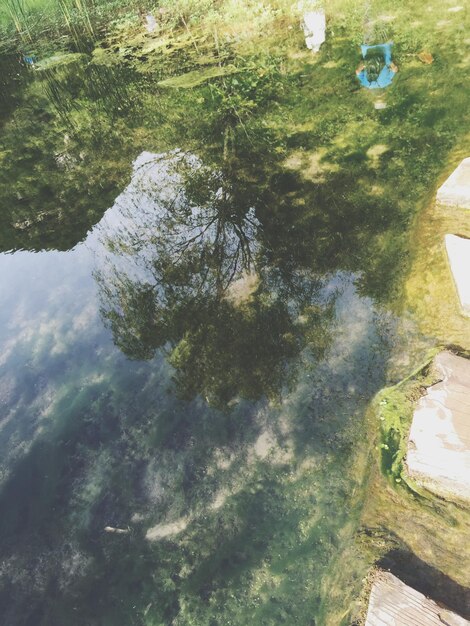 Photo réflexion des arbres dans l'eau