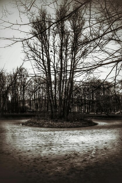 Photo réflexion des arbres dans l'eau
