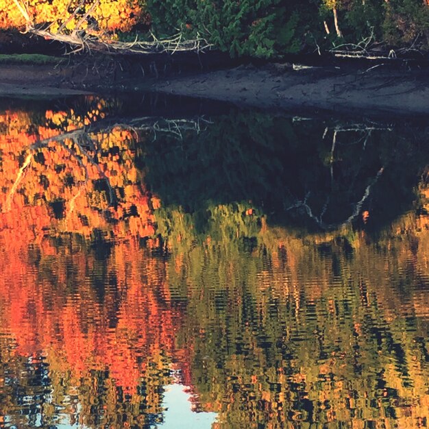 Photo réflexion des arbres dans l'eau