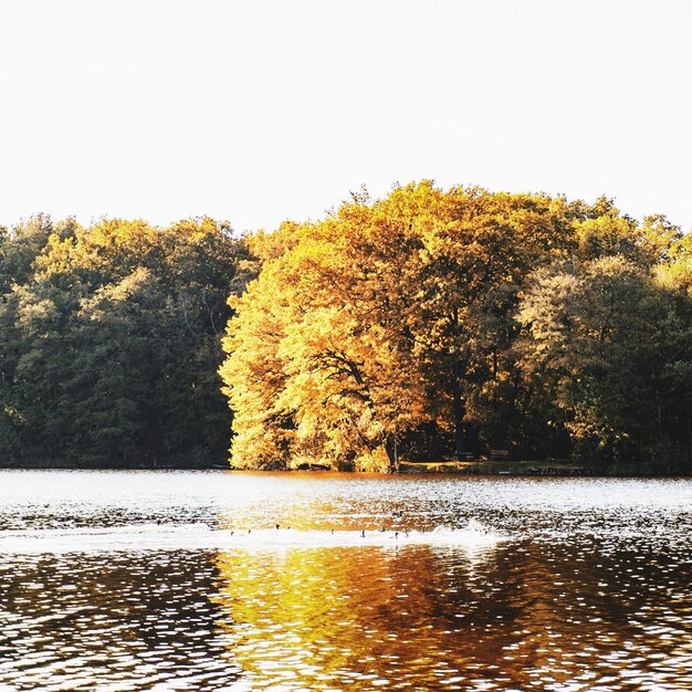 Photo réflexion des arbres dans l'eau