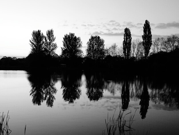 Photo réflexion des arbres dans l'eau