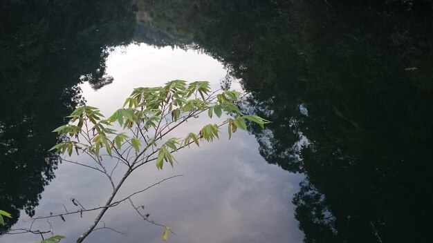 Photo réflexion des arbres dans l'eau