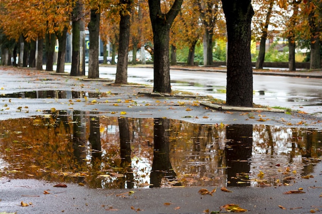 Réflexion d'arbres dans la flaque d'eau du parc de la ville à l'automne après la pluie_