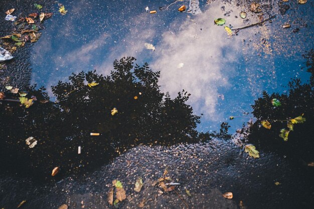 Réflexion des arbres dans la flaque