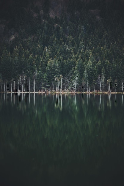 Réflexion des arbres dans le lac à la forêt