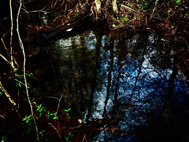 Photo réflexion des arbres dans le lac