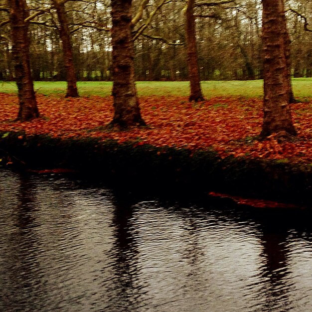 Photo réflexion des arbres dans le lac