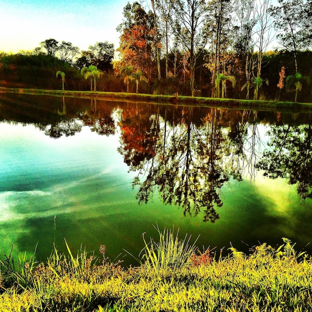 Photo réflexion des arbres dans le lac