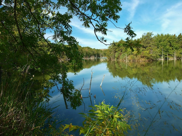 Photo réflexion des arbres dans le lac