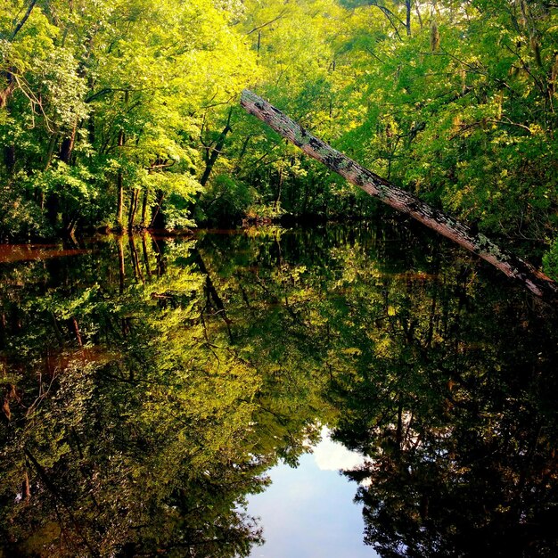 Photo réflexion des arbres dans la rivière