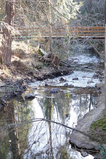 Réflexion des arbres dans la rivière