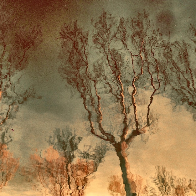 Photo réflexion d'arbres nus dans l'étang