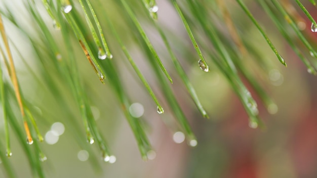 Réflexion dans les gouttes d'eau de pluie qui coule des feuilles de pin épineux goutte d'eau suspendue à une branche de pin