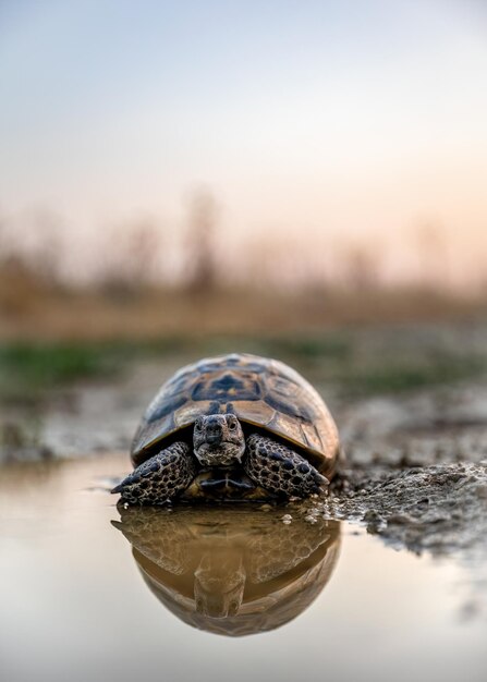 La réflexion de l'eau de tortue ou de Testudines sur le coucher du soleil colore les animaux sauvages