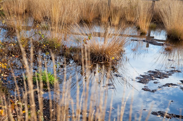 Photo réflexion de l'herbe dans le lac