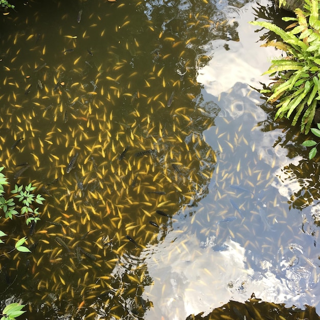 Photo réflexion des plantes dans le lac