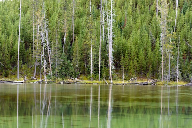 Réflexions de quelques arbres morts dans un lac Yellowstone