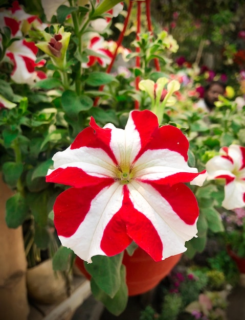 Refroidissez la belle fleur rouge blanche pétunia d'été