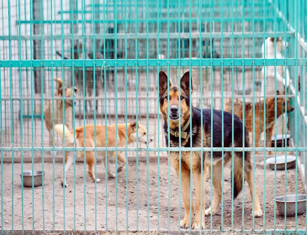 Refuge pour chiens errants.