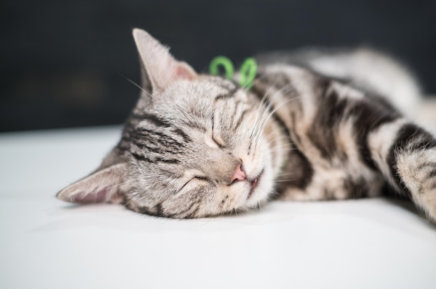 regard du chat américain à poil court.