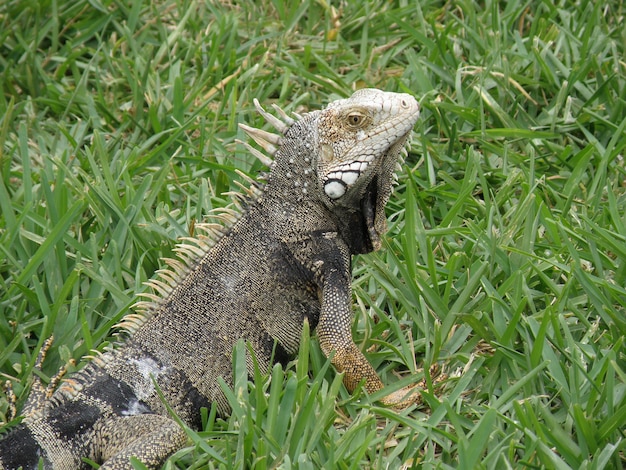 Regard incroyable sur un iguane posant dans une épaisse herbe verte.