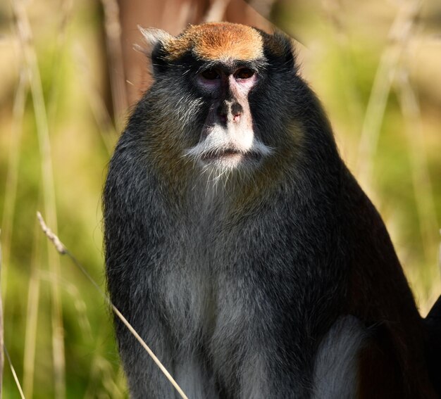 Regard pensif d'un singe qui s'est caché dans l'herbe de ses ennemis