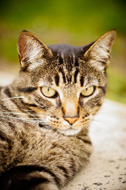 Le regard perdu d'un chat