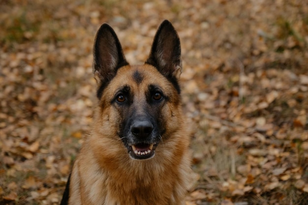 Regard profond dévoué de chien de berger Portrait en gros plan d'un beau berger allemand noir et rouge