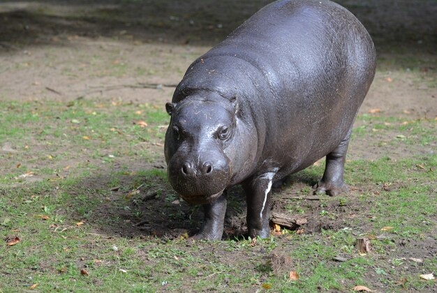 Regard sauvage sur un hippopotame pygmée à l'état sauvage.