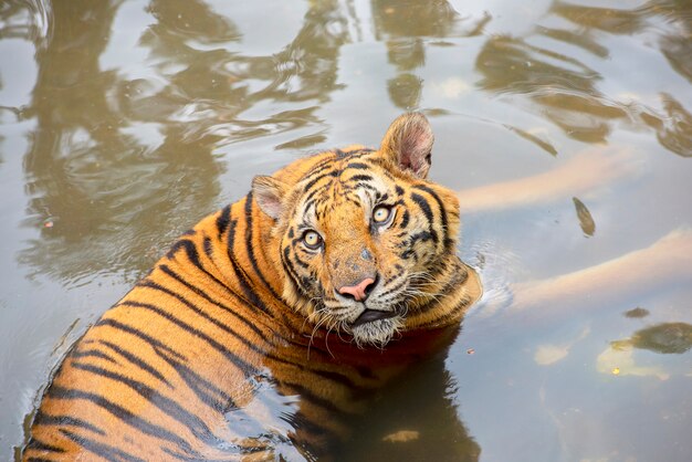 Regard de tigre asiatique dans la piscine