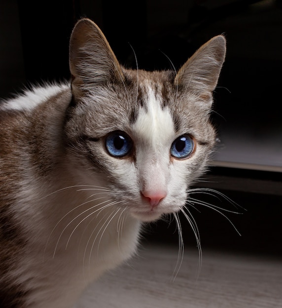 Le regard d'un vieux chat. Yeux de chat bleus. Un vieux chat sage.