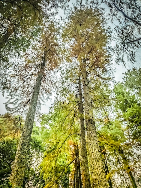 En regardant les belles couleurs d'automne .Belle forêt. Fonds d'écran d'arbres d'automne