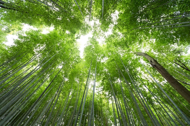 Regardant la canopée de bambou vert luxuriant