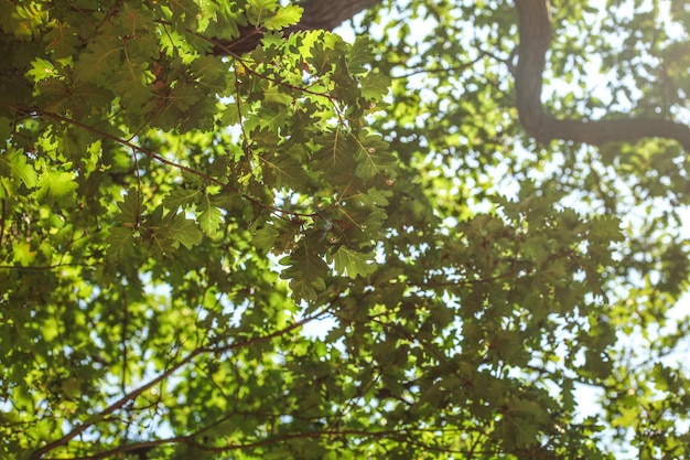 En regardant le chêne, les feuilles sont visibles sur un ciel ensoleillé.