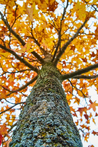 Regardant l'écorce d'un arbre à l'apogée de l'automne avec des feuilles jaunes